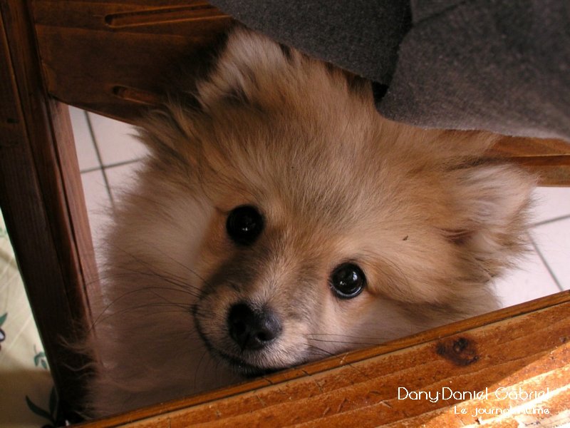 chien spitz