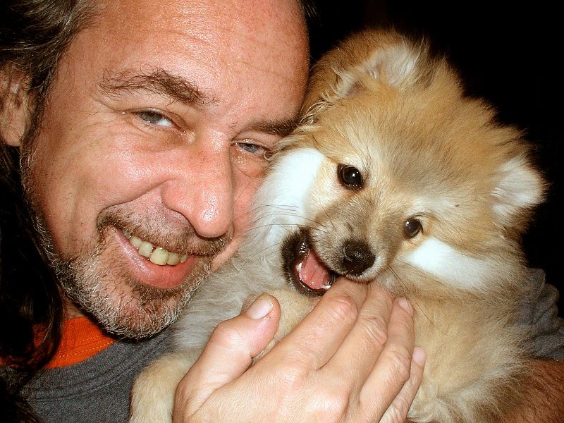 chien spitz photo