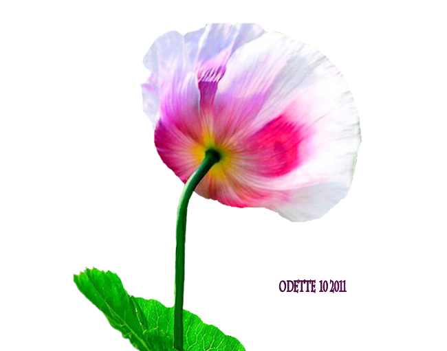 fleur pavot rose