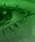 oeil