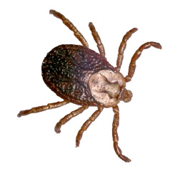hebergeur image
