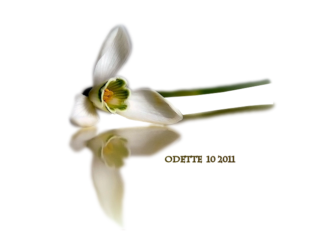 fl perce neige