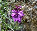 IMGP9079_0333