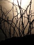 NL-P2170082-FORET