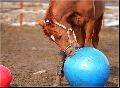 ANGLO