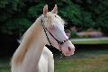 cremello