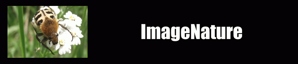 image-nature-vidéo