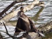 Cormoran