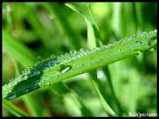 goutte
