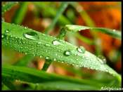 goutte