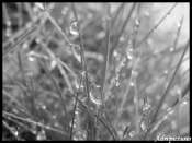 goutte