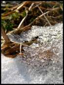 neige