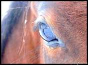 oeil