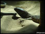 varan