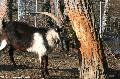 Animaux