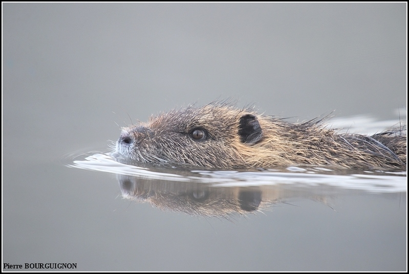 Ragondin (Myocastor coypus) par Pierre BOURGUIGNON, photographe animalier belge