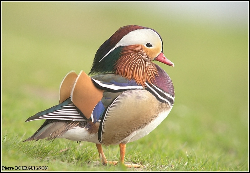 Canard Mandarin (Aix galericulata) par Pierre BOURGUIGNON, photographe animalier belge