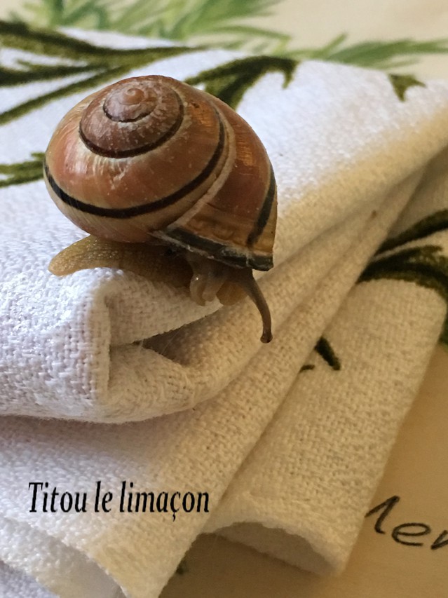 Image BBCode