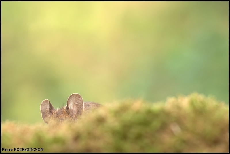Mulot sylvestre (Apodemus sylvaticus) par Pierre BOURGUIGNON, photographe animalier belge