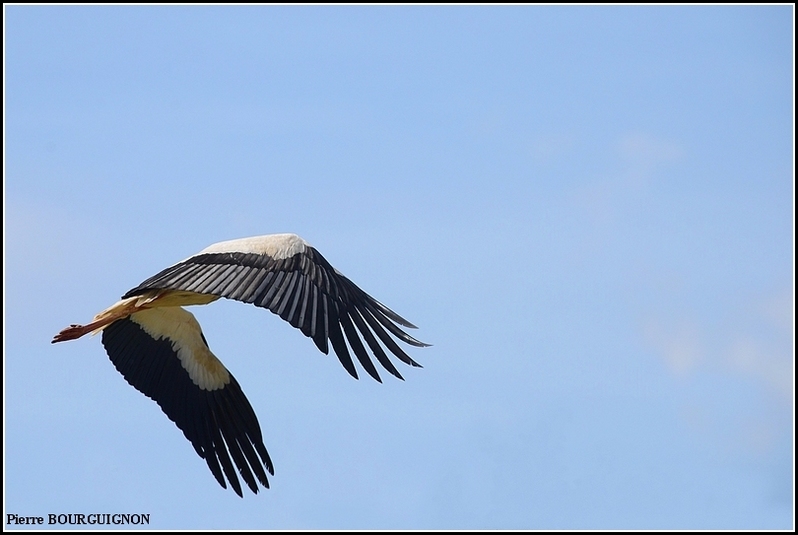 cigogne blanche (Ciconia ciconia), photographie animalire par Pierre BOURGUIGNON, photographe animalier belge