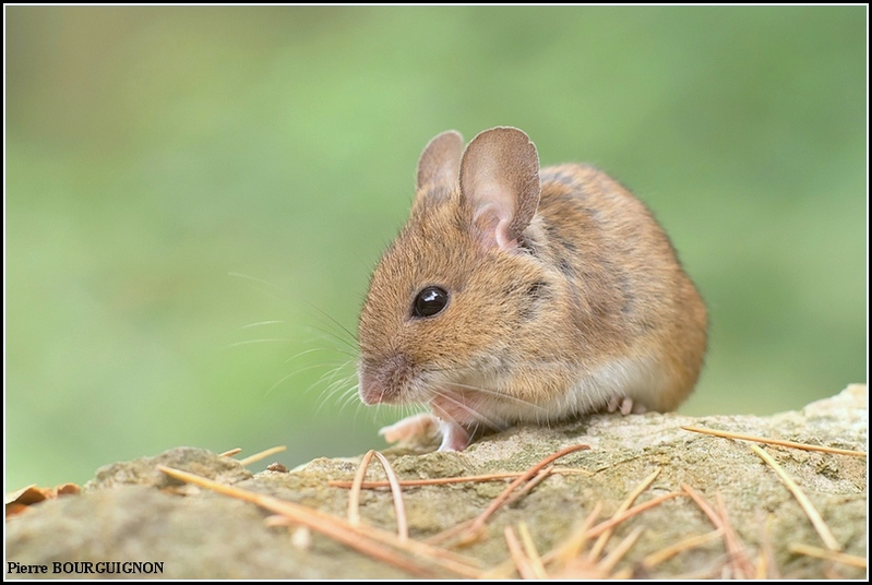 Mulot sylvestre (Apodemus sylvaticus) par Pierre BOURGUIGNON, photographe animalier belge