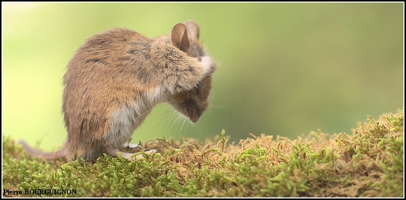 Mulot sylvestre (Apodemus sylvaticus) par Pierre BOURGUIGNON, photographe animalier belge