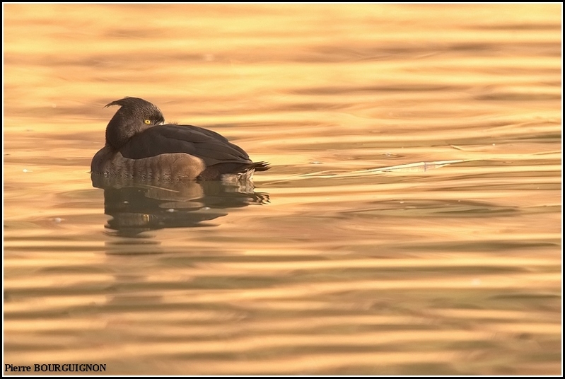 Fuligule morillon (Aythya fuligula) par Pierre BOURGUIGNON, photographe animalier belge