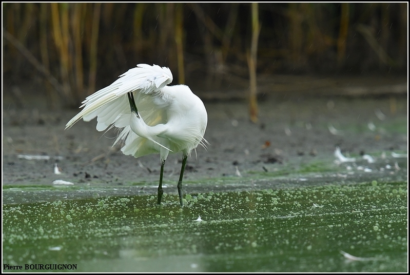 Aigrette garzette (Egretta garzetta) par Pierre BOURGUIGNON, photographe animalier, Belgique
