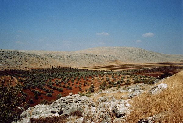 Champs d'oliviers et collines calcaires au nord-ouest d'Alep, Syrie,
 1996 [Site : Images du monde  Réf : syrie_014 ]