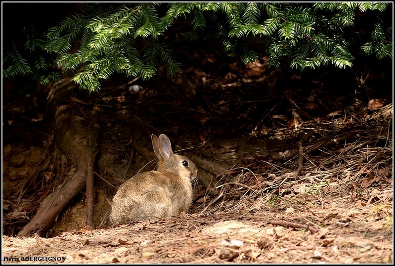 Lapin de garenne (Oryctolagus cuniculus) par Pierre BOURGUIGNON, photographe animalier