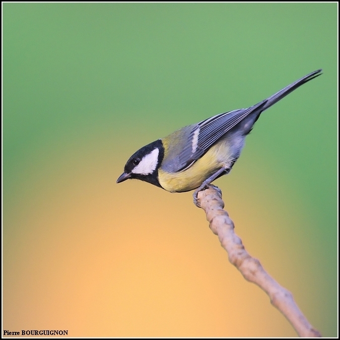 Msange charbonnire (Parus major), photographies animalires par Pierre BOURGUIGNON, photographe animalier, Belgique
