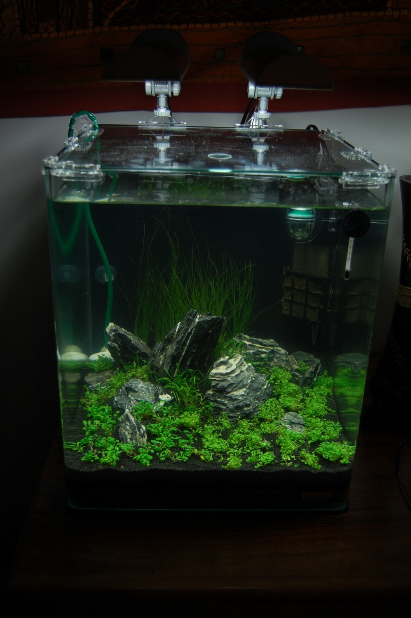 96L planté et 2 Nano Cube 30 litres (hollandais+iwagumi) - Page 2 1201170935351078569312525