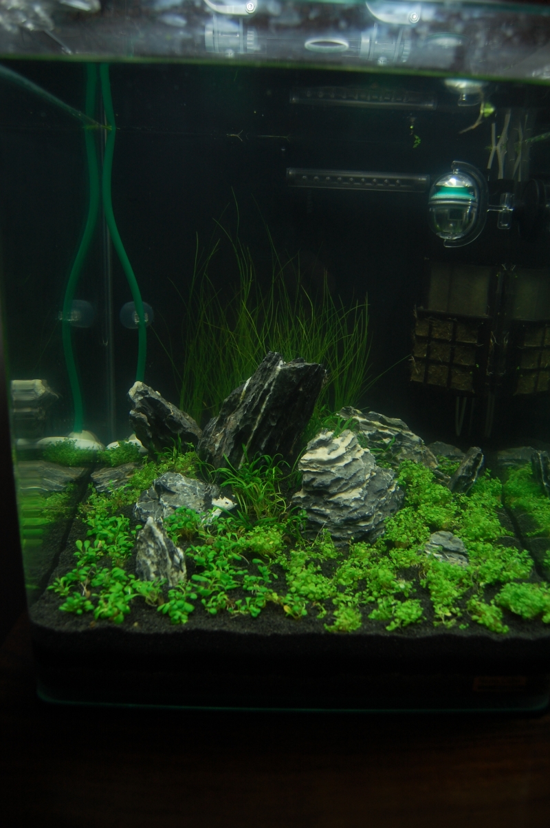 96L planté et 2 Nano Cube 30 litres (hollandais+iwagumi) - Page 2 1201170935581078569312529