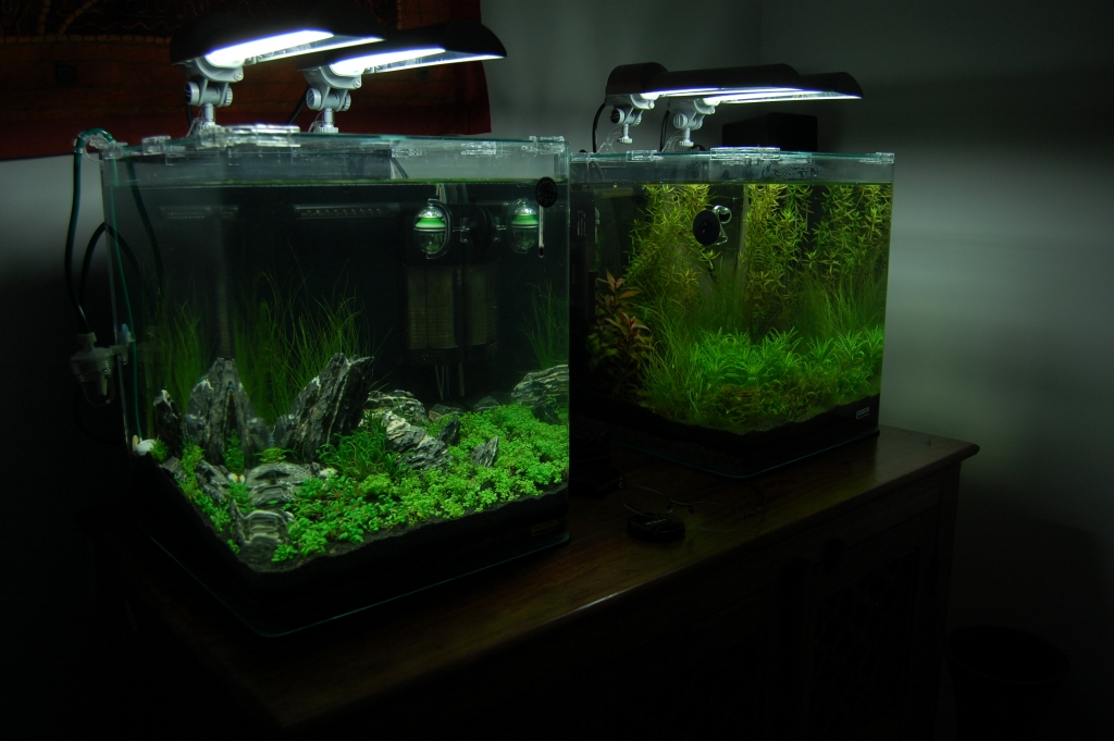 96L planté et 2 Nano Cube 30 litres (hollandais+iwagumi) - Page 2 1201190548361078569319601