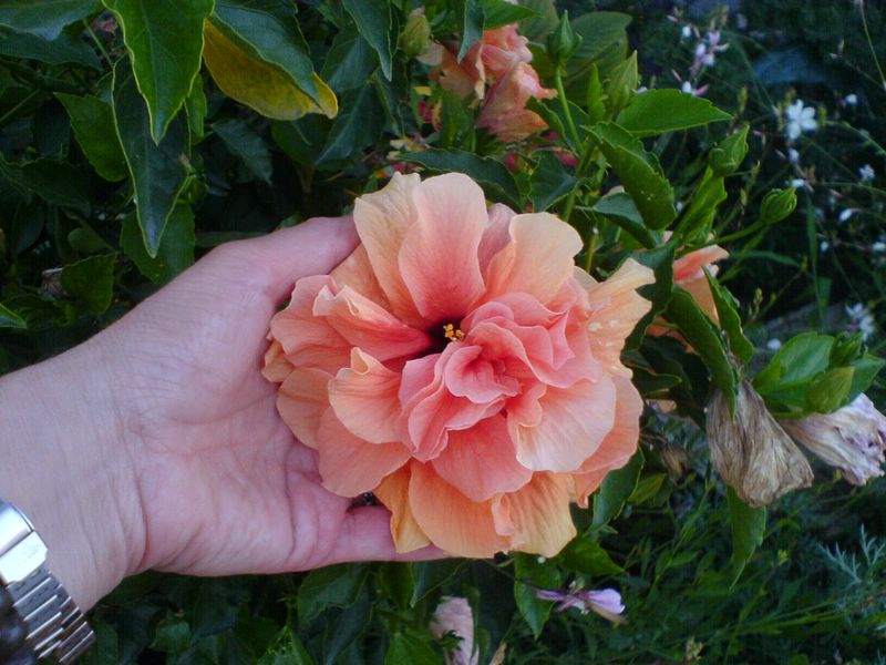 Hibiscus rosa-sinensis 120126053012273949350291