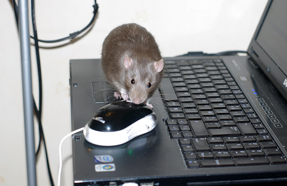 rat-vs-souris