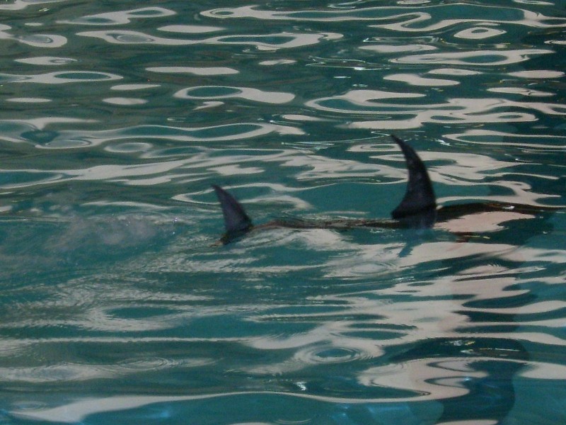 Copie de Jonzac 2012 043