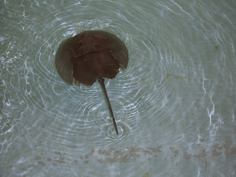 Copie de Jonzac 2012 032