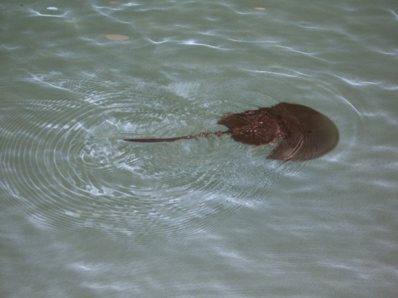 Copie de Jonzac 2012 033