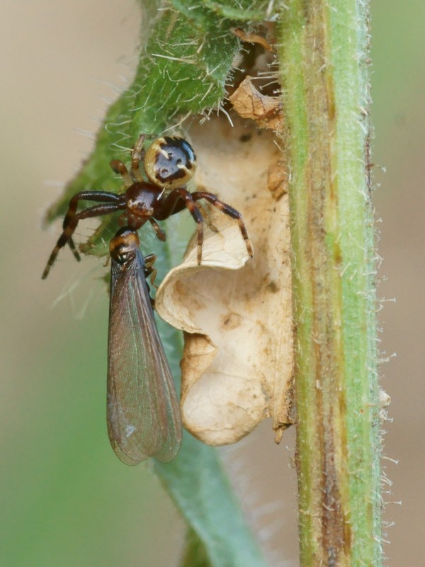 DSC05320R2-h245-080r49.3 - Synema globosum (le Thomise globuleux, l'AraignÃ©e-NapolÃ©on) [Thomisidae - Araneae - Arachnides] - adulte (Lc 3,5 mm) et sa proie (termite) sur herbe (D 3 mm)