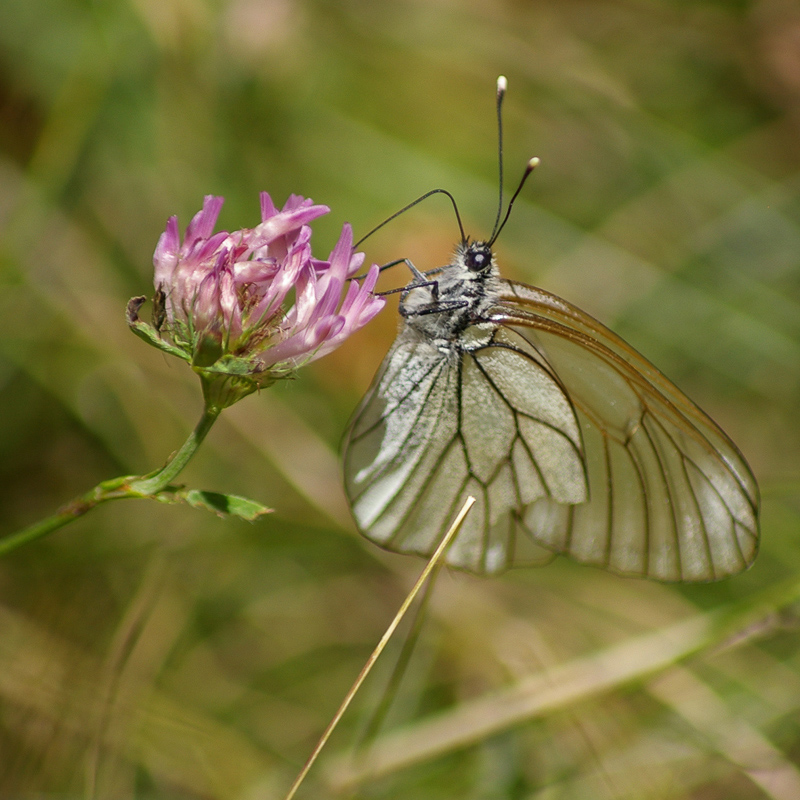 papillon transparent