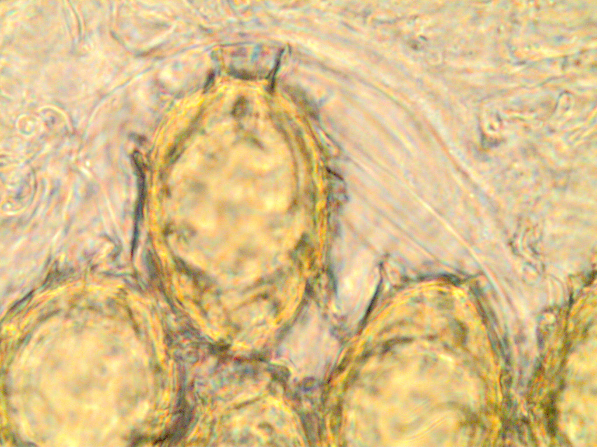 spores uncinatum 4 PH2
