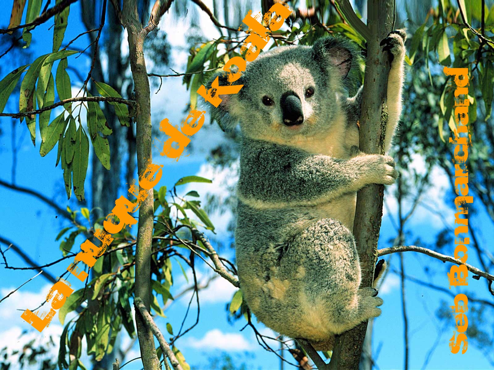 1208768154_1024x768_koala-in-the-tree