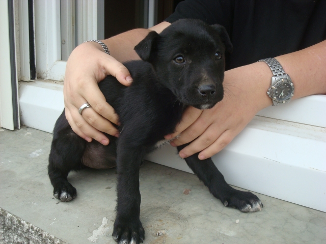 Holly femelle noire croisée labrador de 6 mois Adoptée (63) 120213094218797259436921