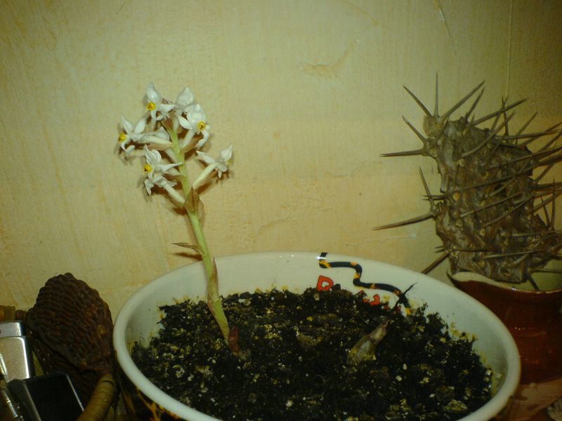 Ludisia discolor: Orchidée terrestre = Liens et ma plante 120215105926273949445037