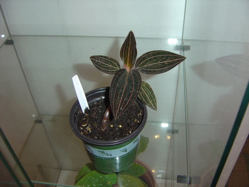 Ludisia discolor: Orchidée terrestre = Liens et ma plante 120215105926273949445042