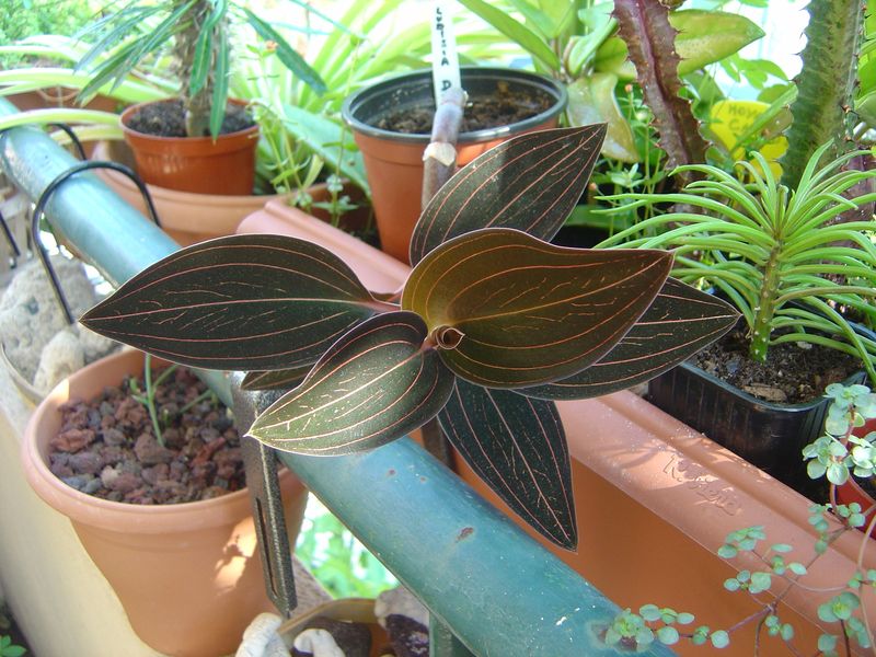 Ludisia discolor: Orchidée terrestre = Liens et ma plante 120215110027273949445058