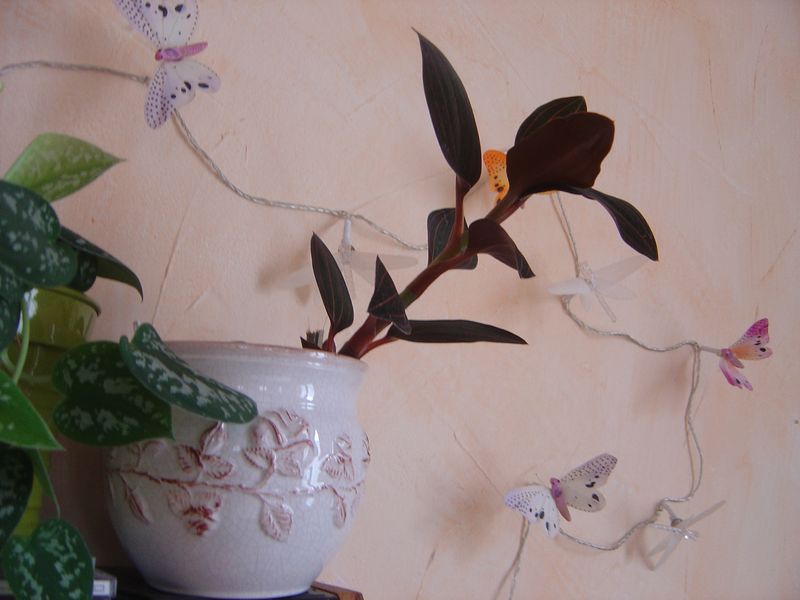 Ludisia discolor: Orchidée terrestre = Liens et ma plante 120215110028273949445062