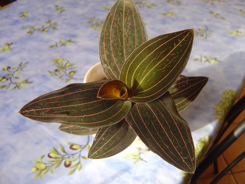 Ludisia discolor: Orchidée terrestre = Liens et ma plante 120215110028273949445064