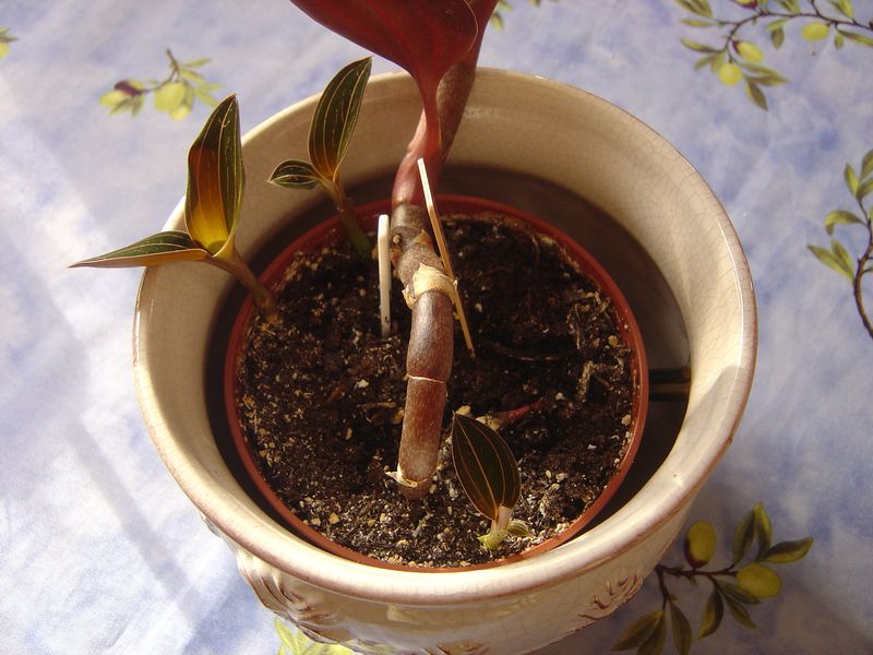 Ludisia discolor: Orchidée terrestre = Liens et ma plante 120215110028273949445066